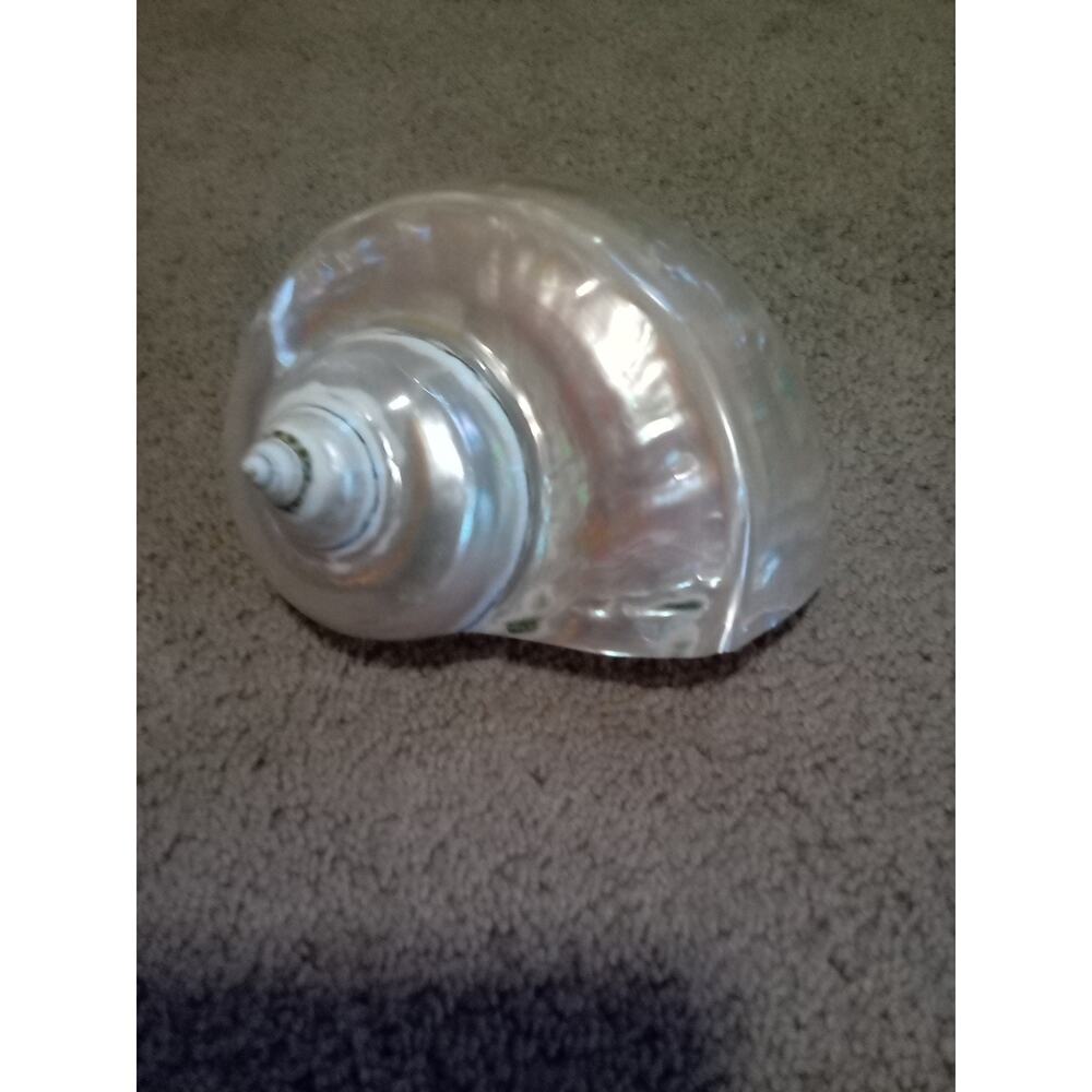 Rare Vintage Large Iridescent PEARL MARMORATUS SATIN TURBO SEASHELL BEACH 5-6"